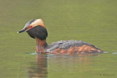 HornedGrebe_20100531_5332.jpg