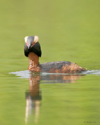 HornedGrebe_20100531_5323.jpg