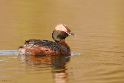 HornedGrebe_20100601_5454.jpg