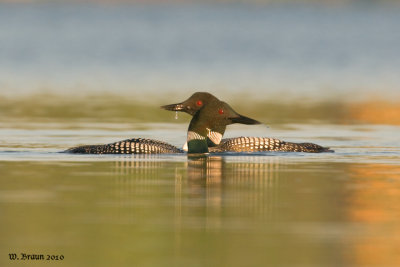 Loons_DSC_2933.jpg