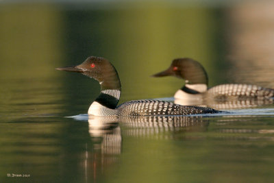 Loon_DSC_2970.jpg