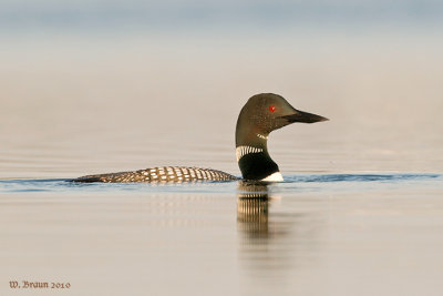 Loon2_DSC_2947.jpg
