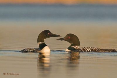 Loon3_DSC_2949.jpg