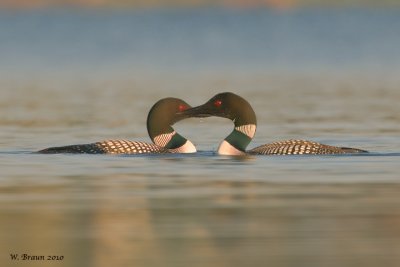Loons5_DSC_2919.jpg