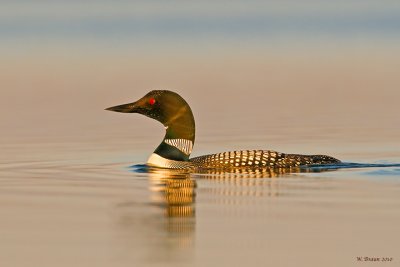 Loon_20100601_5983.jpg