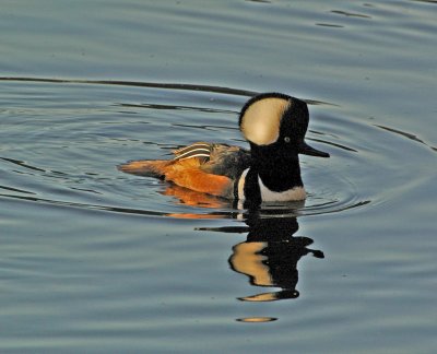 Hooded Merganser D70_6095