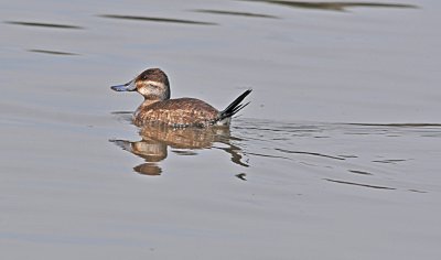 Ruddy Duck (f.) DSC_8676.jpg