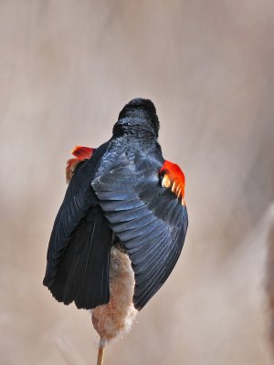 Red-winged Blackbird - Agelaius phoeniceus