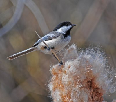 Black-capped Chickadee DSC_8970.JPG