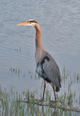 Great Blue Heron - Ardea herodias