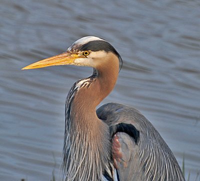 Great Blue Heron - Ardea herodias