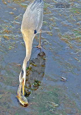 Great Blue Heron - Ardea herodias