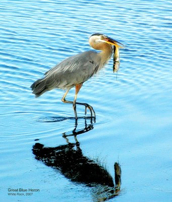 Great Blue Heron - Ardea herodias