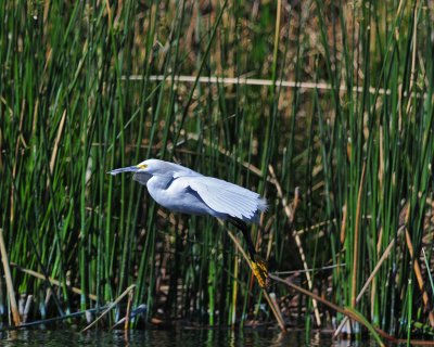 Snowy Egret (Egretta thula)