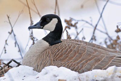 Canada Goose nesting in snow DSC_8216.JPG