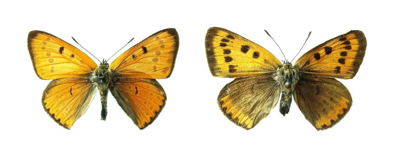 Extinct British Large Copper Butterfly (Lycaena dispar dispar)