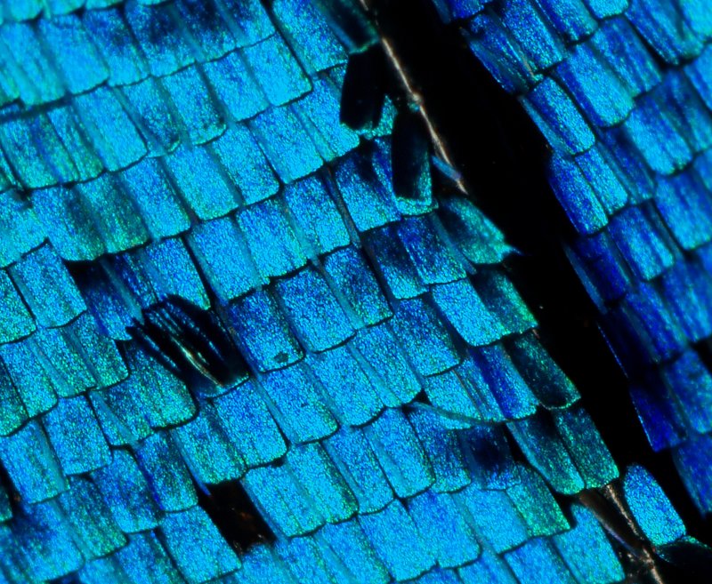 Wing scales of  a male Morpho didius butterfly