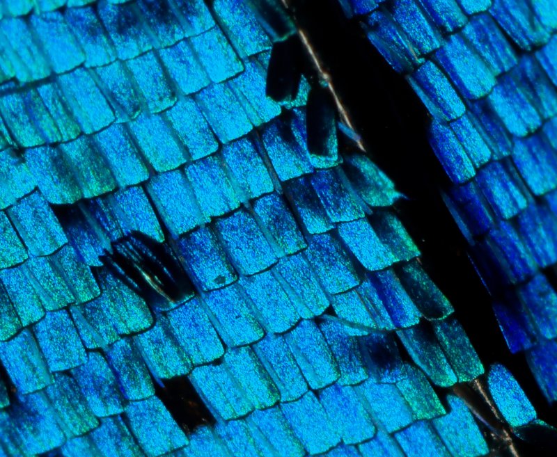 Wing scales of a male Morpho butterfly  (Morpho didius)