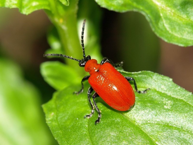 Scarlet Lily Beetle (Lilioceris lilii)