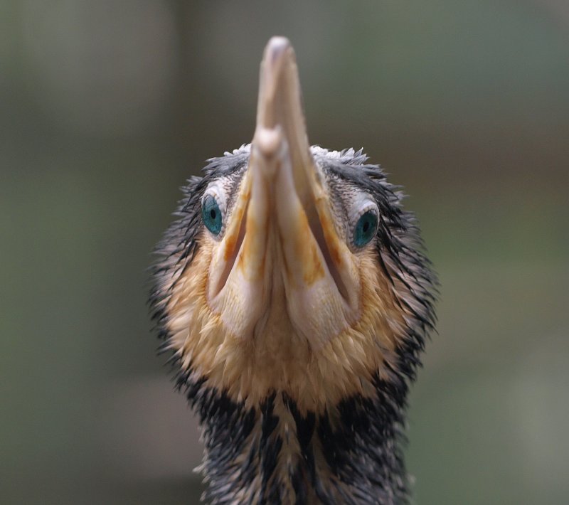 Cormorant eyes