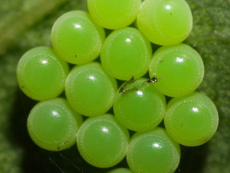 Green Shield Bug (Palomena prasina) eggs