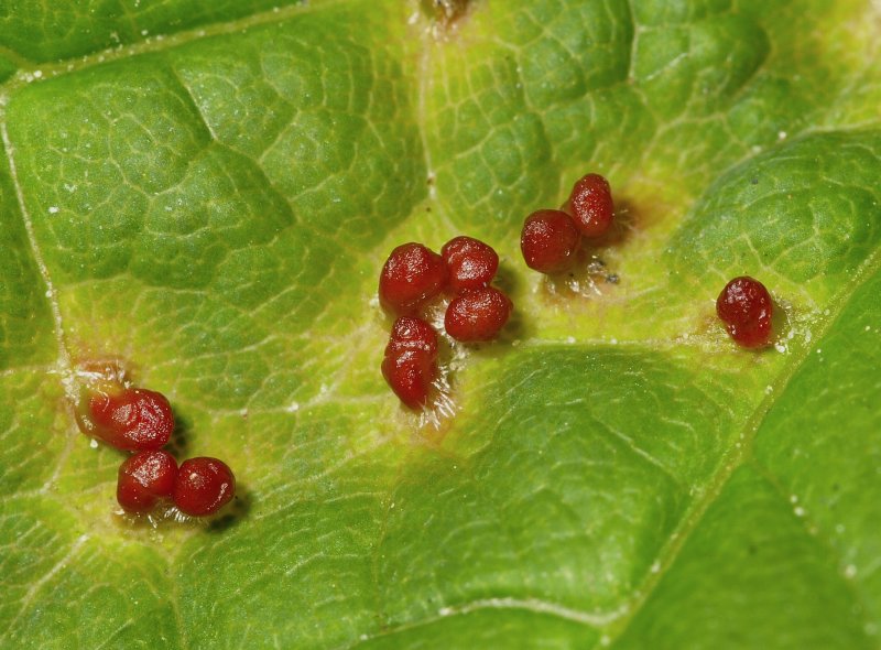 Galls on Maple leaf