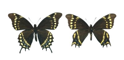 Unique aberration 1 (Papilio warscewiczi mercedes).