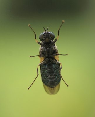 Unidentified hoverfly