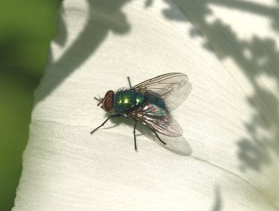 Greenbottle fly, Lucilia (Phaenicia) caesar