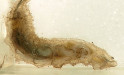 Rat-tailed Maggot (Eristalis tenax)