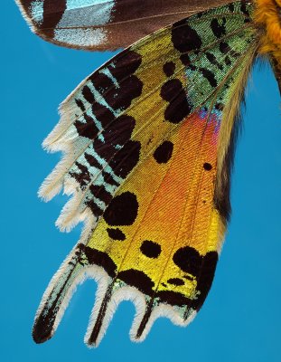 Madagascan Sunset Moth (Urania ripheus)