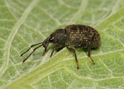 Vine Weevil (Otiorhynchus sulcatus)