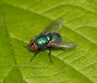 Greenbottle fly, Lucilia (Phaenicia) caesar