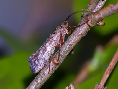 Caddisfly (Glyphotaelius pellucidus)