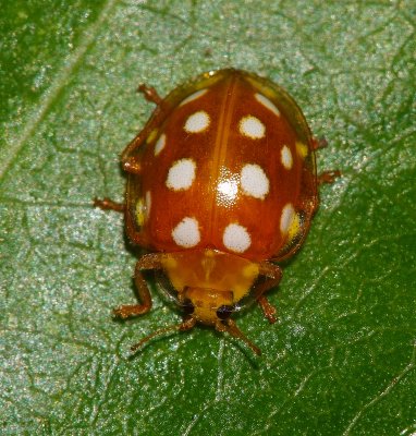 Orange Ladybird (Halyzia 16-guttata)