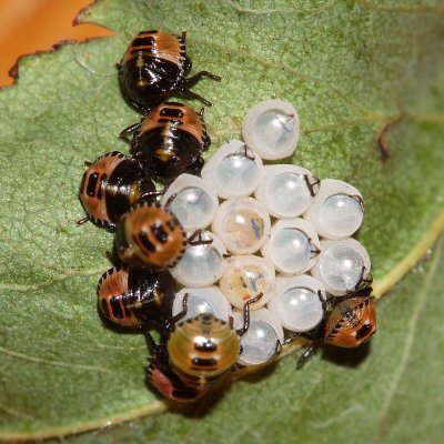 Green Shield Bug (Palomena prasina) hatchlings