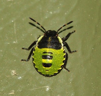 Green Shield Bug (Palomena prasina) young nymph