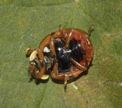 Harlequin Ladybird (Harmonia axyridis)