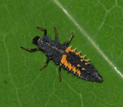 Harlequin Ladybird (Harmonia axyridis) larva