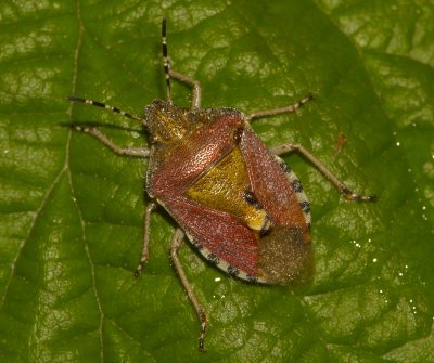Sloe Shield Bug (Dolycoris baccarum)