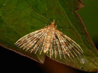 Twenty (or Many) -plumed Moth (Alucita hexadactyla)