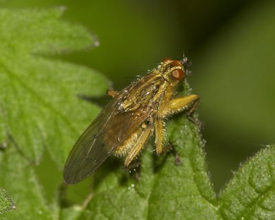 Yellow Dung-fly  (Scathophaga stercoraria)