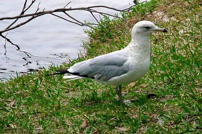 Seagull