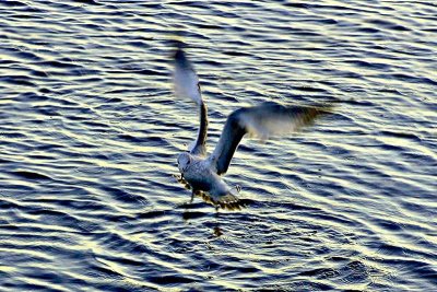 Seagull Fishing