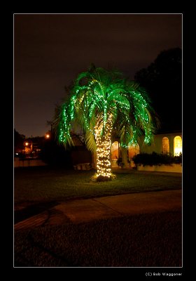 A Florida Xmas Tree