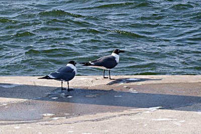 Sea Gulls