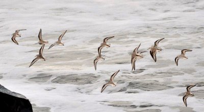 Sanderlings in Flight