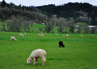 Muddy Creek Valley