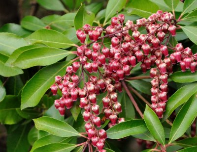 Pieris Japonicus