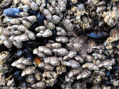 Mussels Snails and Barnacles